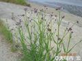 purpletop vervain